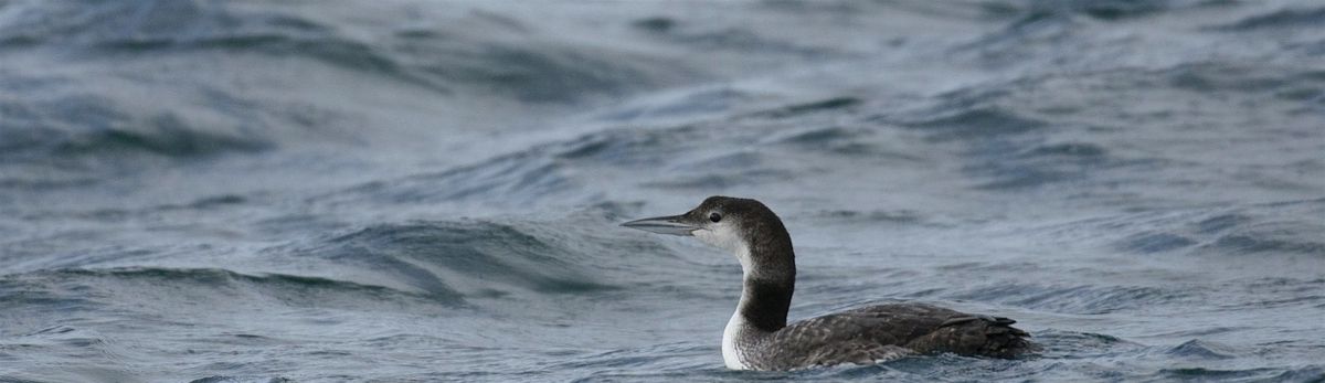 Wildfowl and Wader Day at Rutland Water with Terry Mitcham