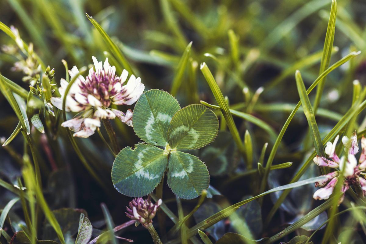 The Natural Ritualist: Luck and Fortune with Four-Leaf Clovers (June Workshop)