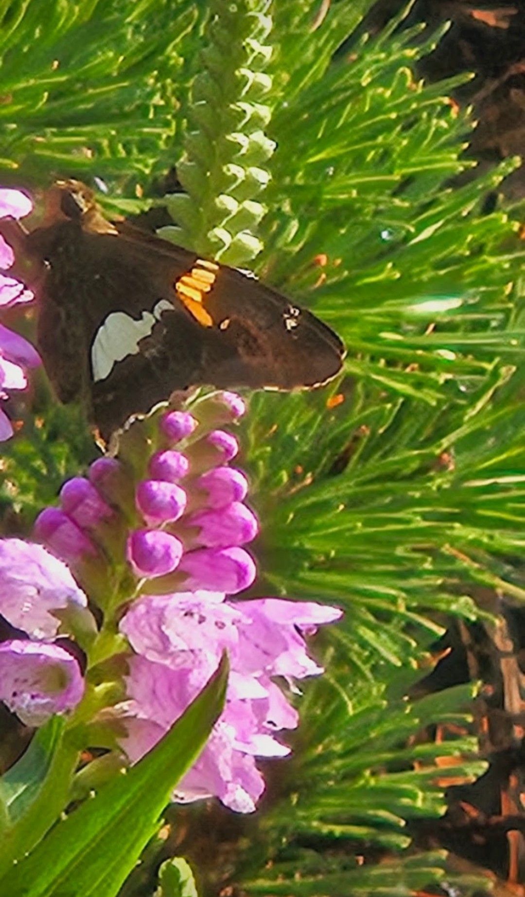 3rd Annual Back to Roots: Native Plant Fest 