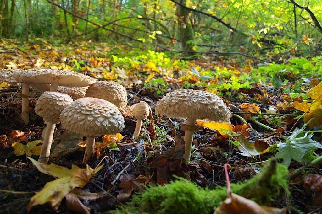 Wild Mushroom Foray 4 (Sunday 10:30am)-2025 Napa Truffle Festival