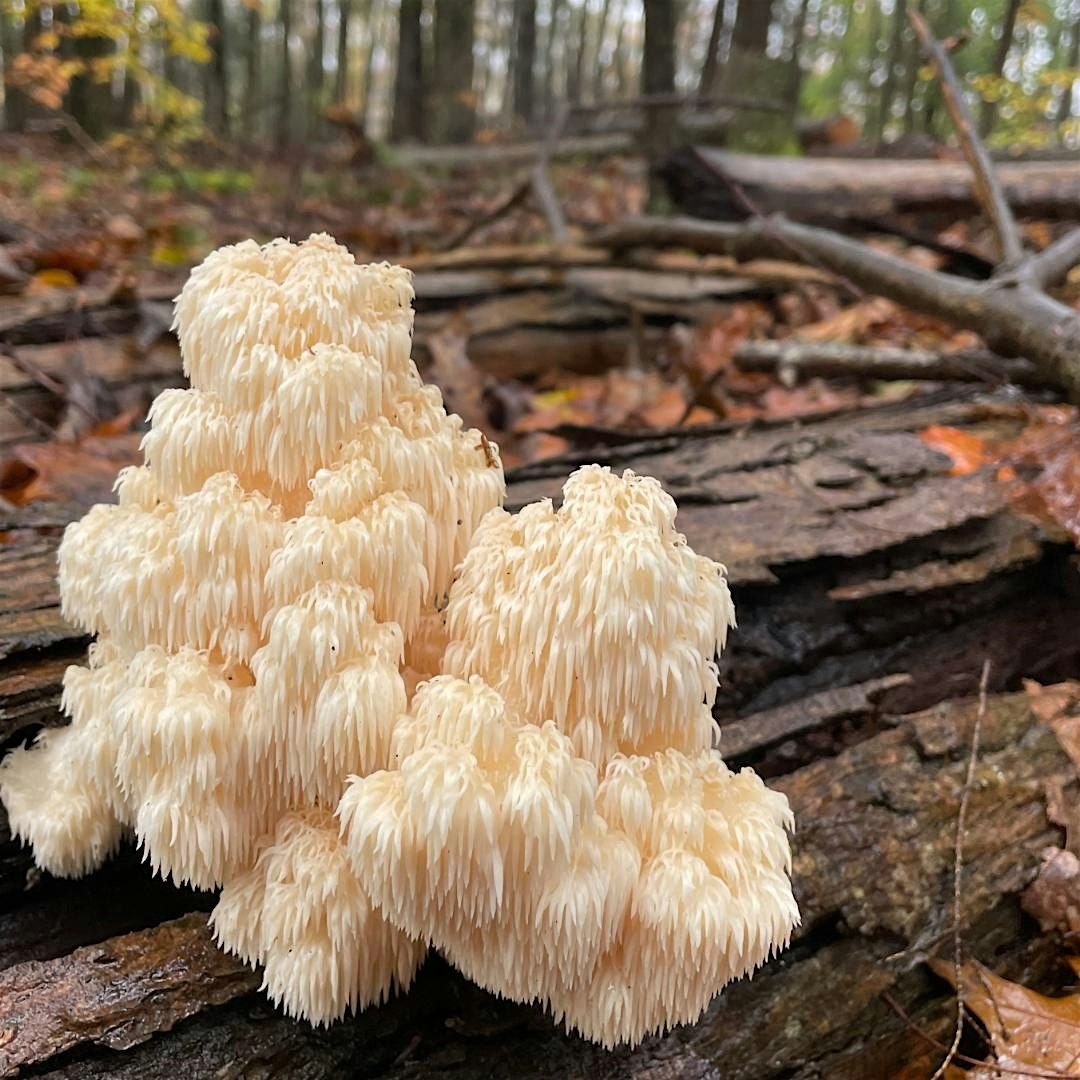 Medicinal Mushrooms Workshop