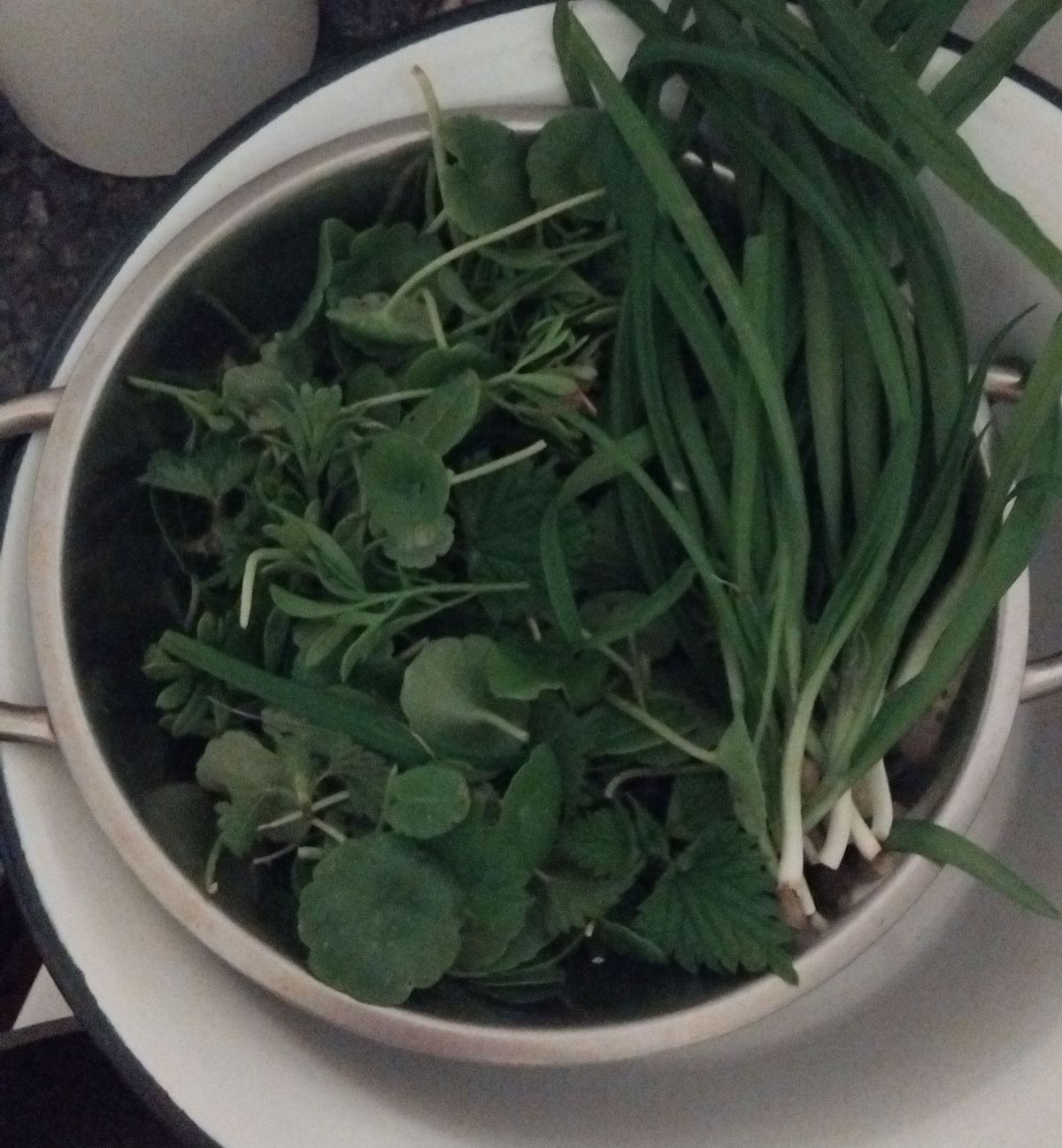 Spring Greens Foraging Walk