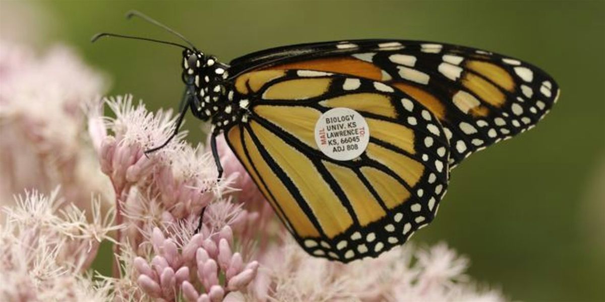 Monarch Tagging (Adults and Ages 6+)