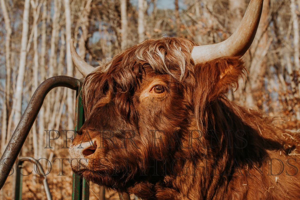 Bovines & Wines at Hocking Hills Winery