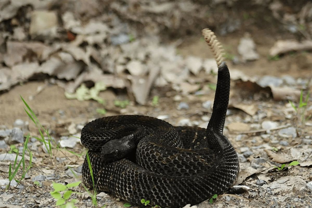 Venomous Snakes of Western NC