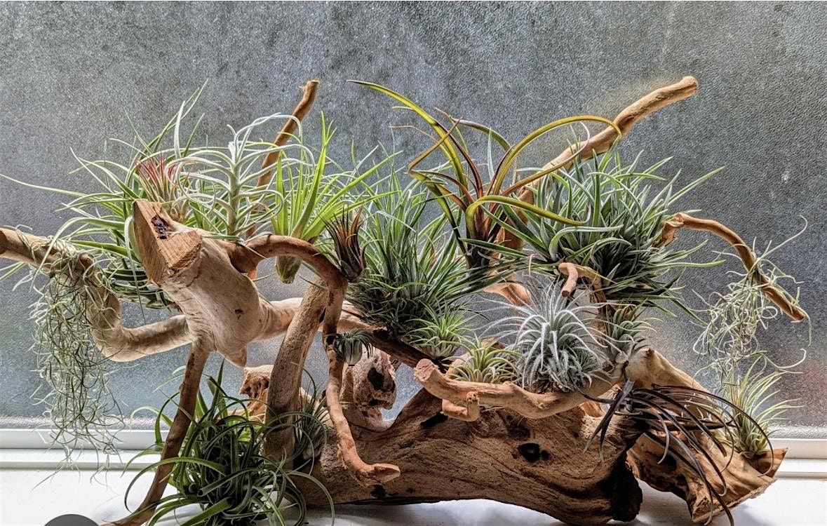 Air plant Centerpiece