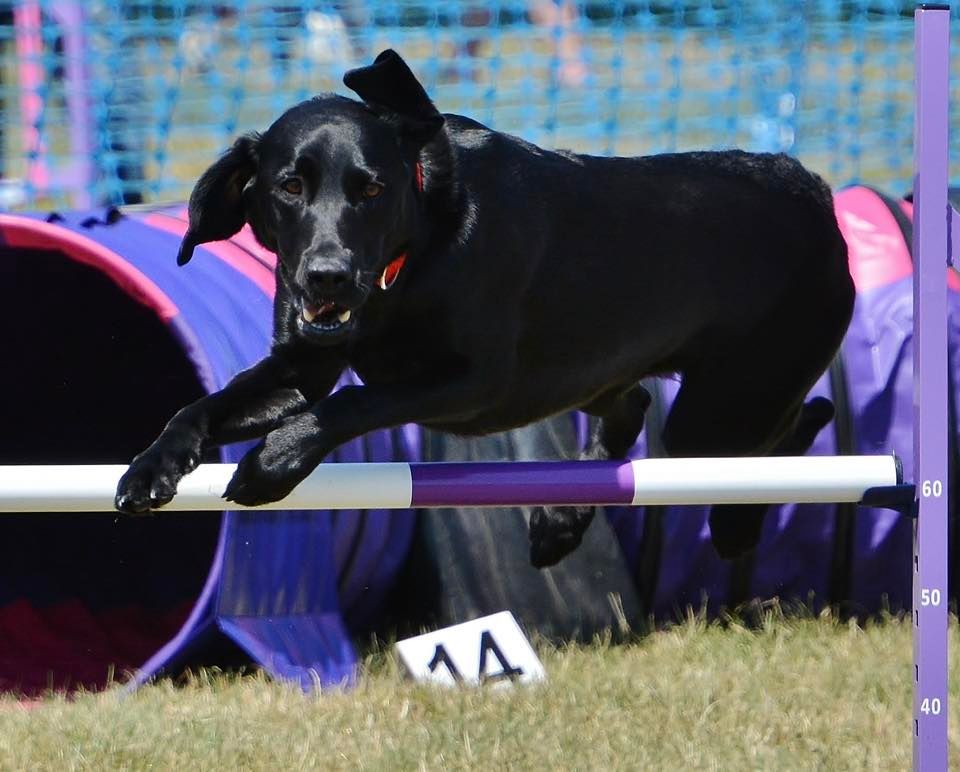 Weald Steeplechase Series