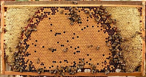 Basic beekeeping 201 ......Honeybees and bee health