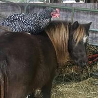 East Tennessee Miniature Horse and Donkey Rescue