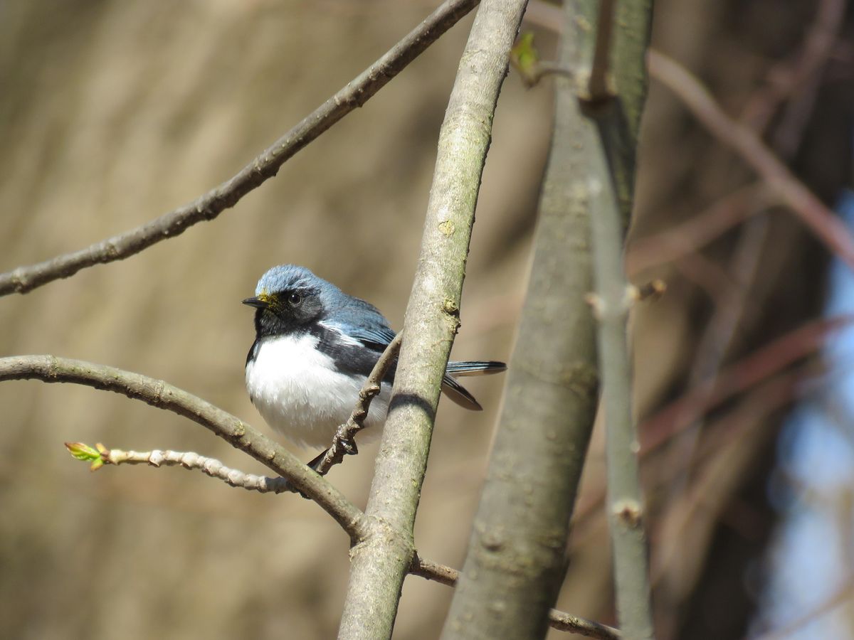 Highland Park Conservancy:  Bird Walk in Highland Park