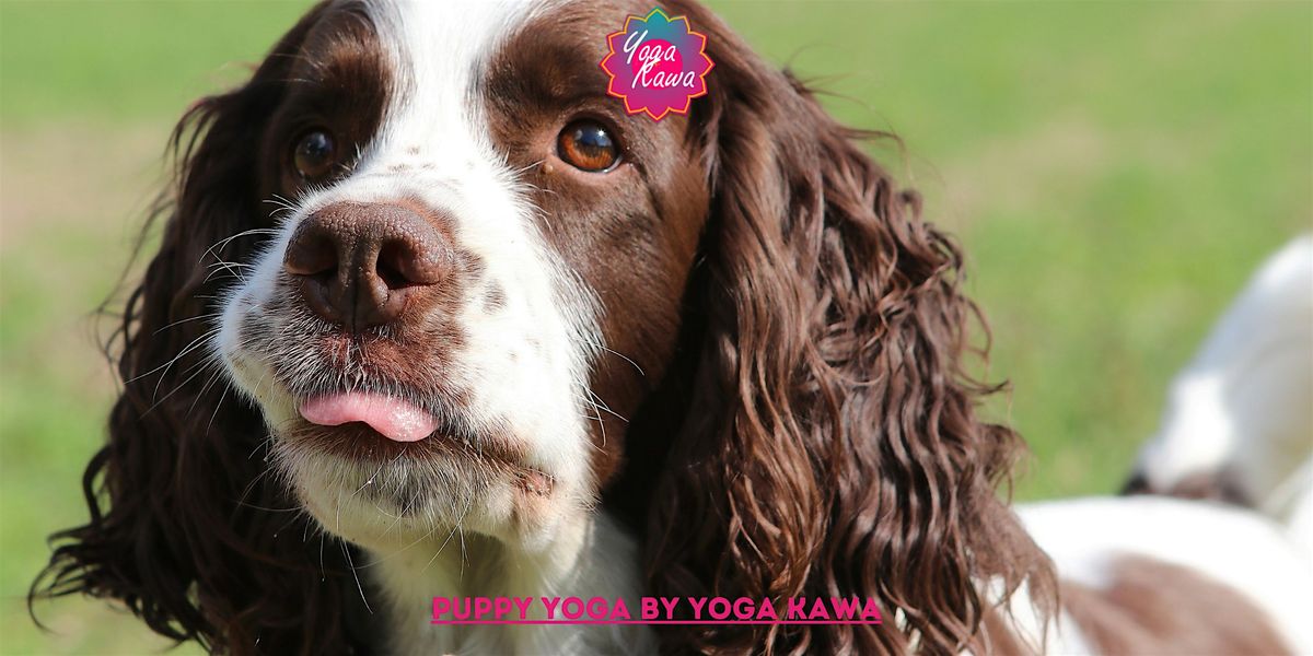 Puppy Yoga (Adults-Only) by Yoga Kawa Toronto Springer Spaniel Dawn