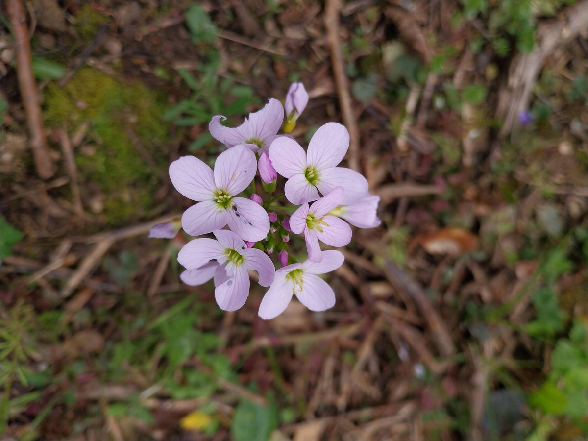 Spring Wild Food Identification and Foraging Foray 20\/04\/2025