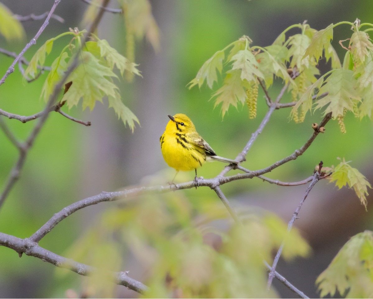 Sunday Morning Bird Walks