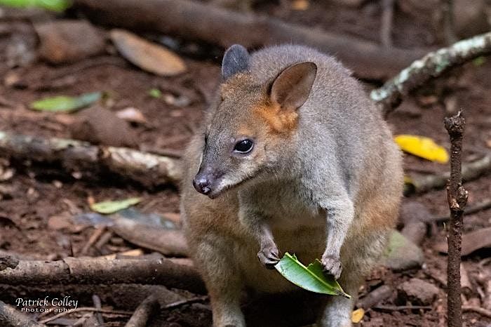 Winter Pademelon Survey