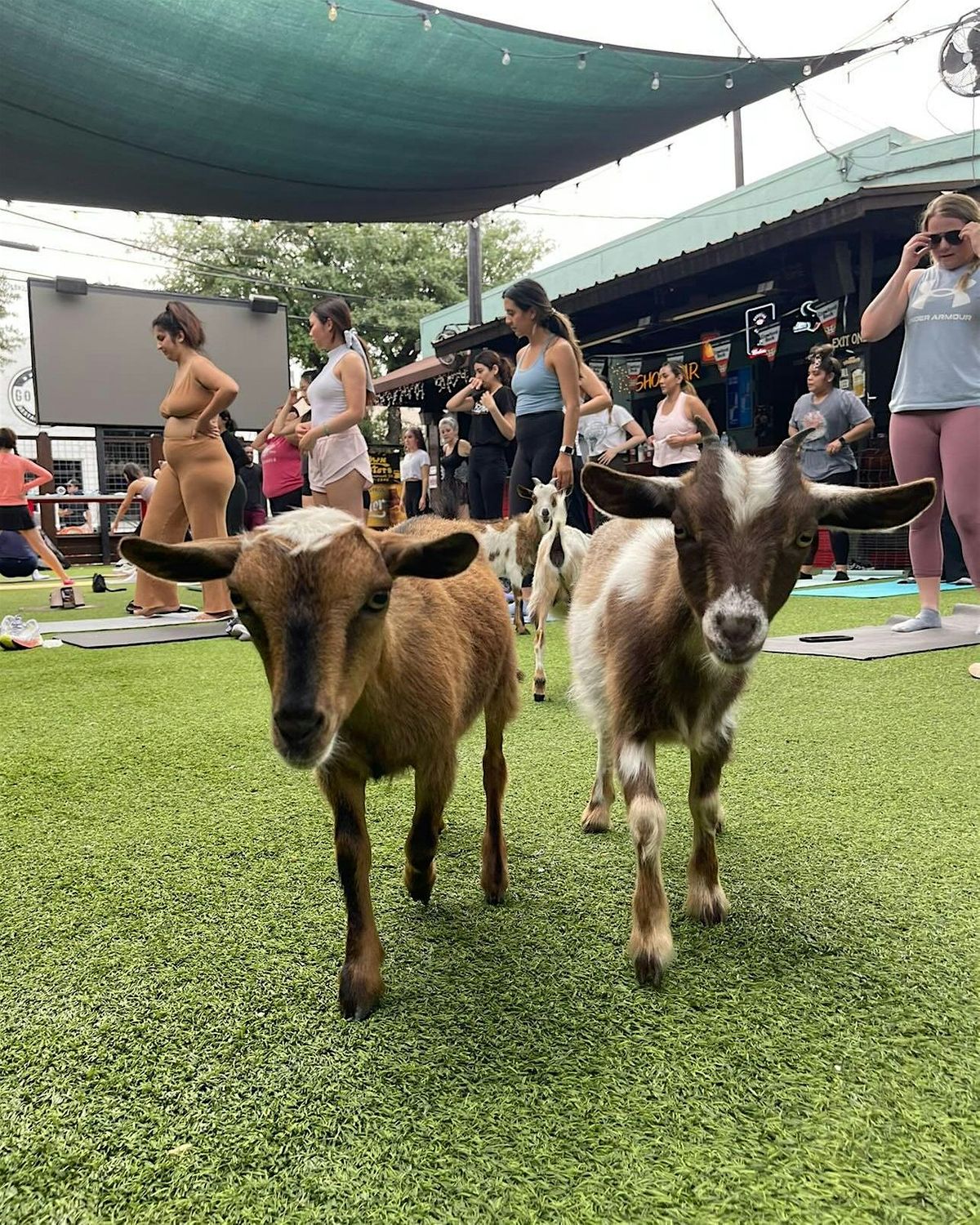 Goat Yoga Houston At Little Woodrows Tomball Saturday May 25th 10AM