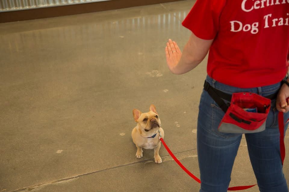 Dog Training Group Class Beginner Level 1 