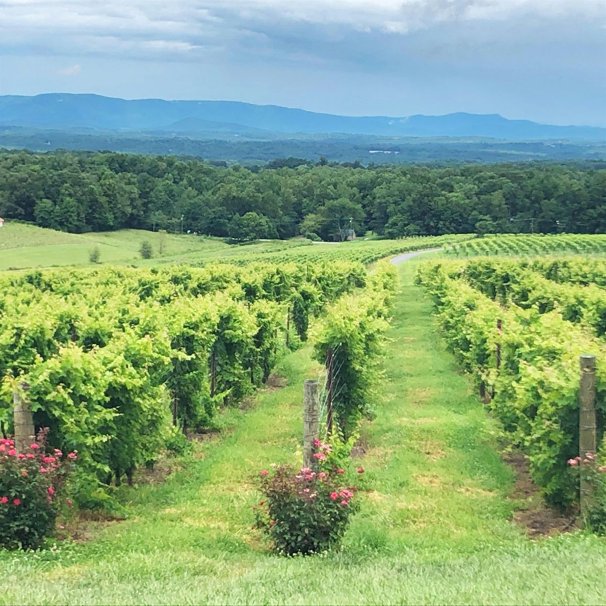 Cary Tasting Group