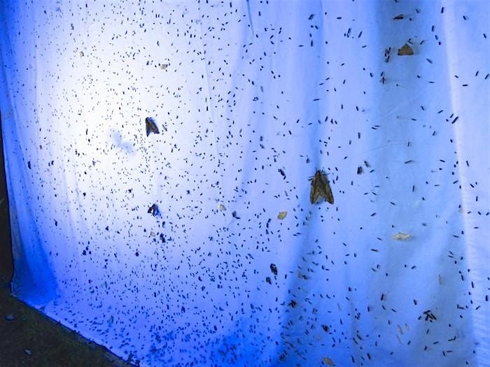 Skyfishing for Moths