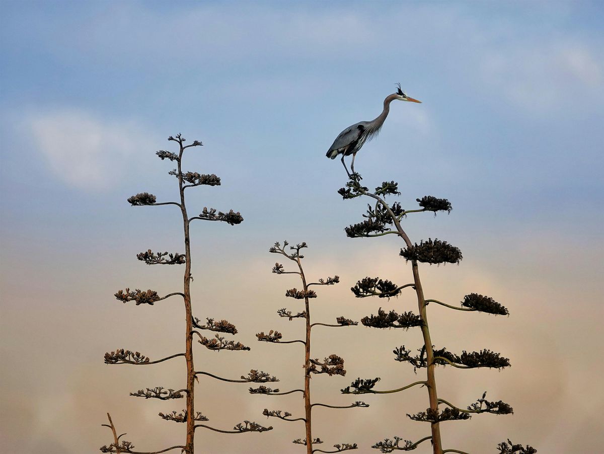 Photographing the Bolsa Chica Wetlands - Class and Photo Walks