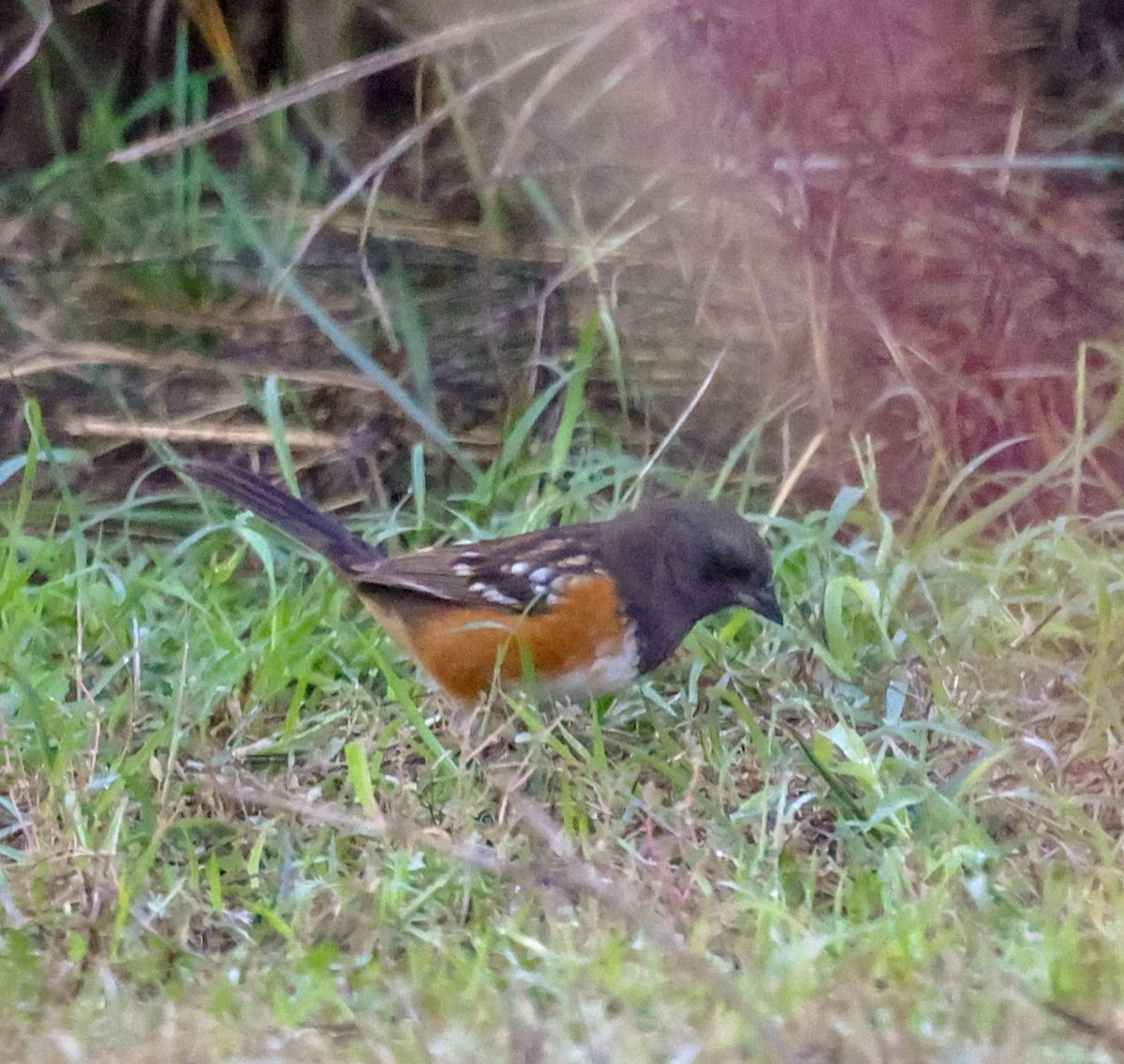 1st Saturday Bird Walk