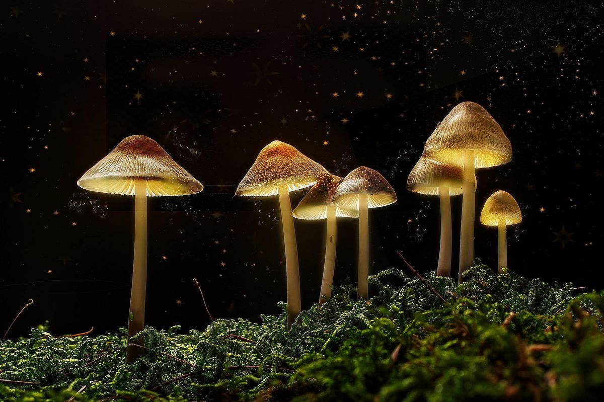 The Science of Magic Mushrooms with Dr C. Timmermann