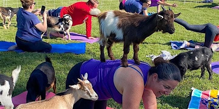 Goat yoga @ Bella Vista Winery, Maryville