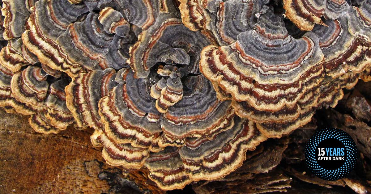 After Dark: Wondrous Fungus