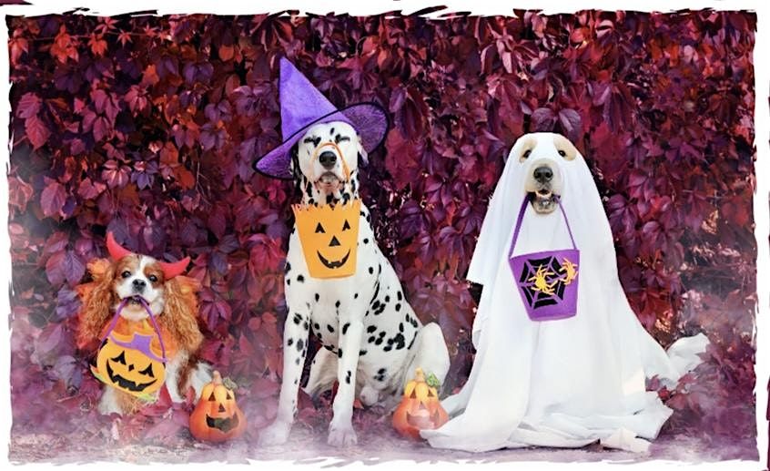 Halloween Spooktacular Pet Costume Contest by Our Cause 4 Paws Rescue