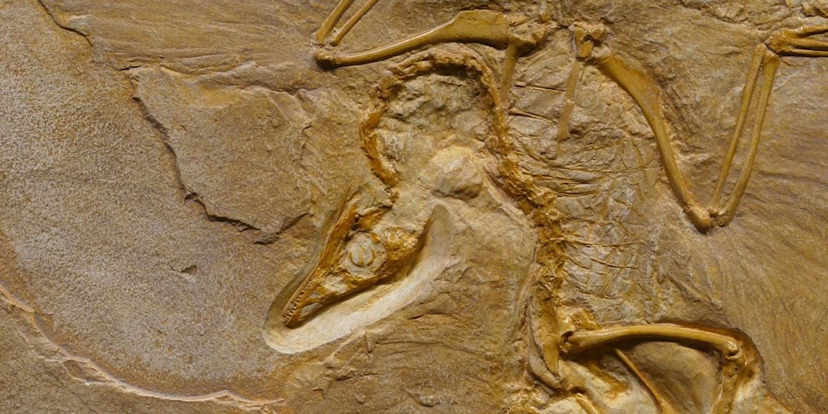 I DINOSAURI E IL MESTIERE DEL PALEONTOLOGO