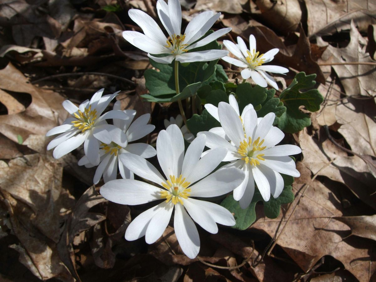 Eliza Howell Park - Spring Ephemerals