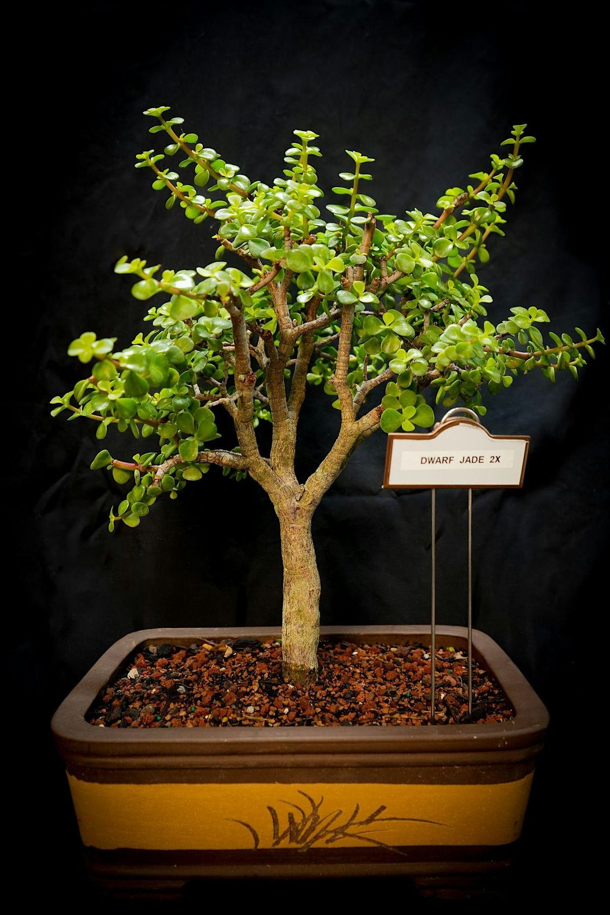 Bonsai Lesson at The Dearborn Coffeehouse and Bakery