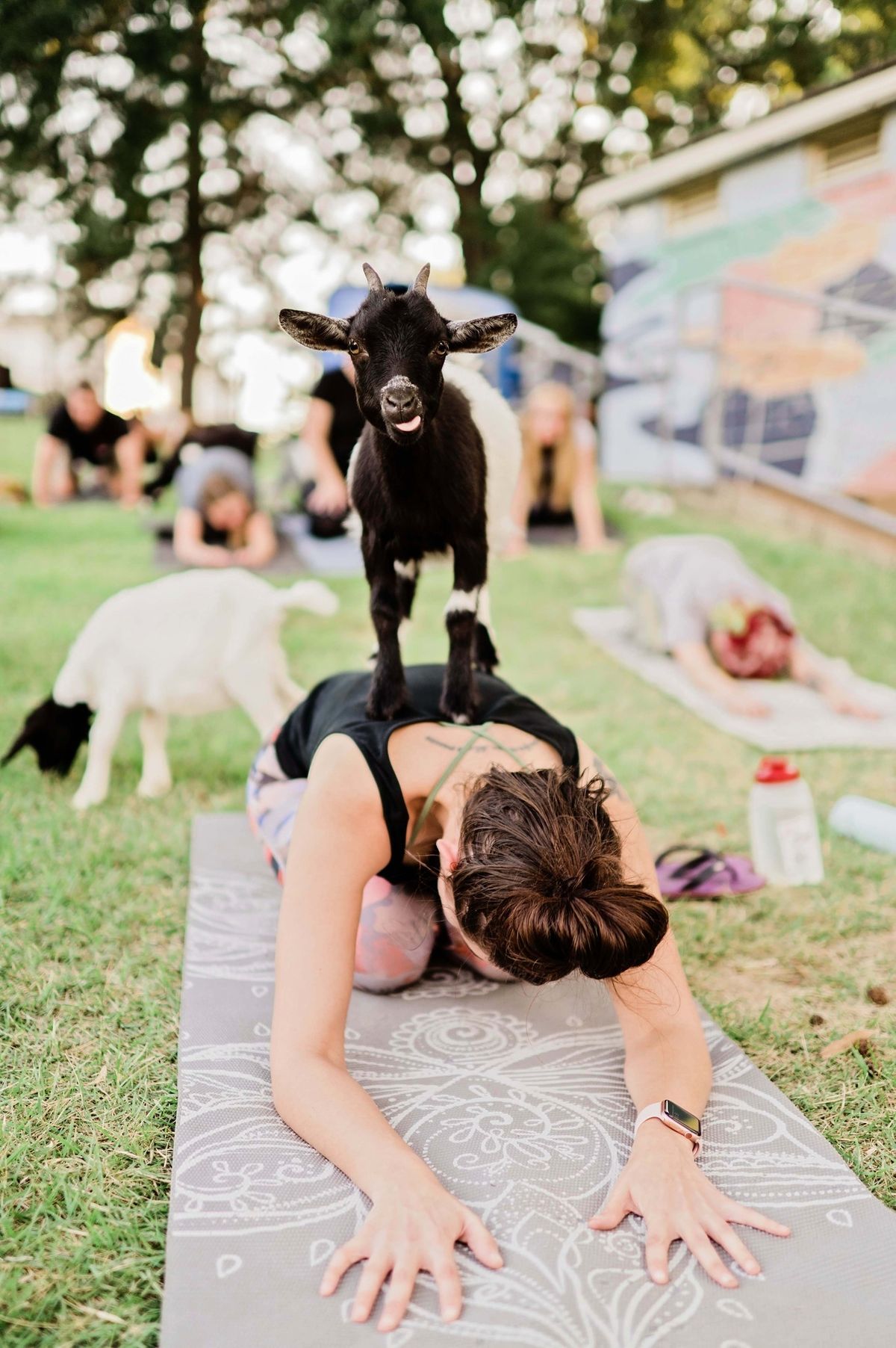 Goat Yoga @ Overton Park Shell 