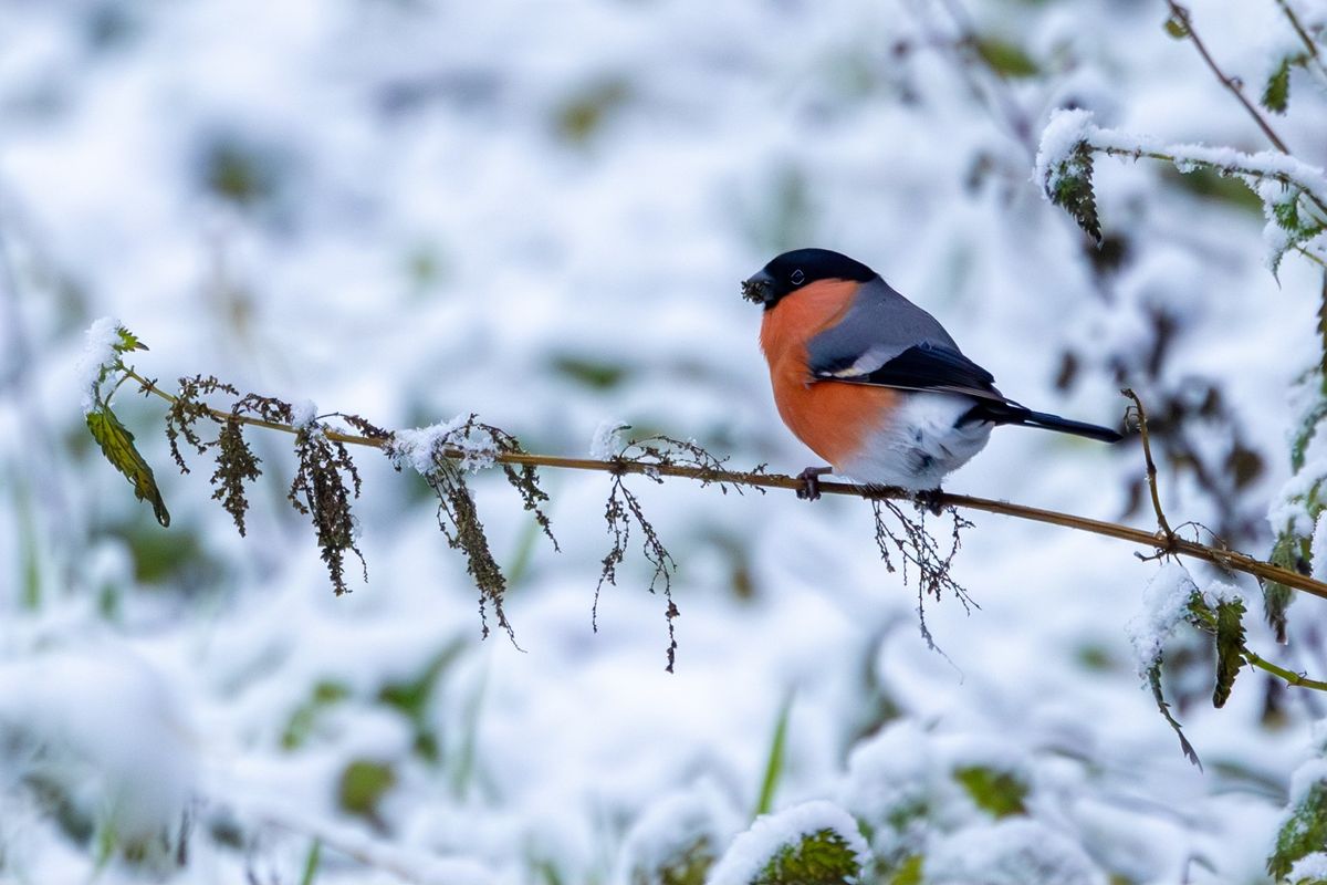 Wildlife Photography for Beginners (half day)