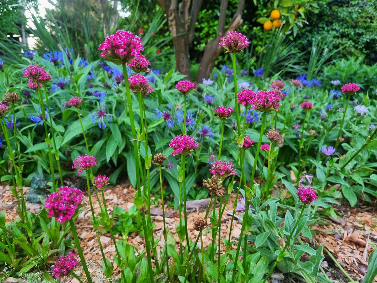 Open Gardens Victoria - Treasured Perennials at The Farm