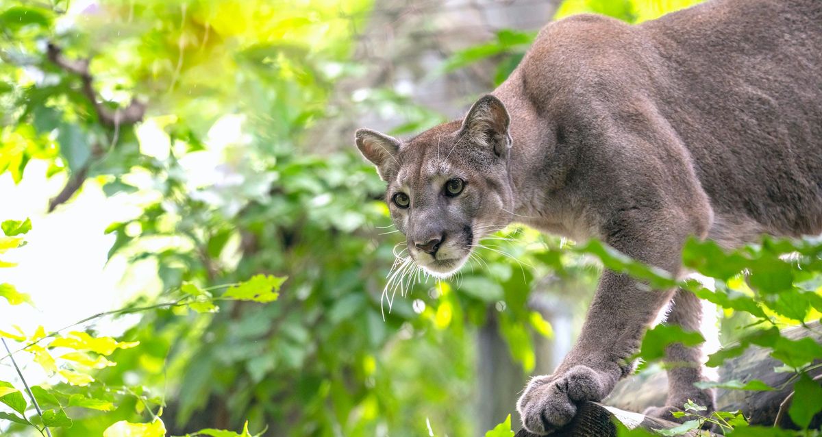 Save the Florida Panther Day