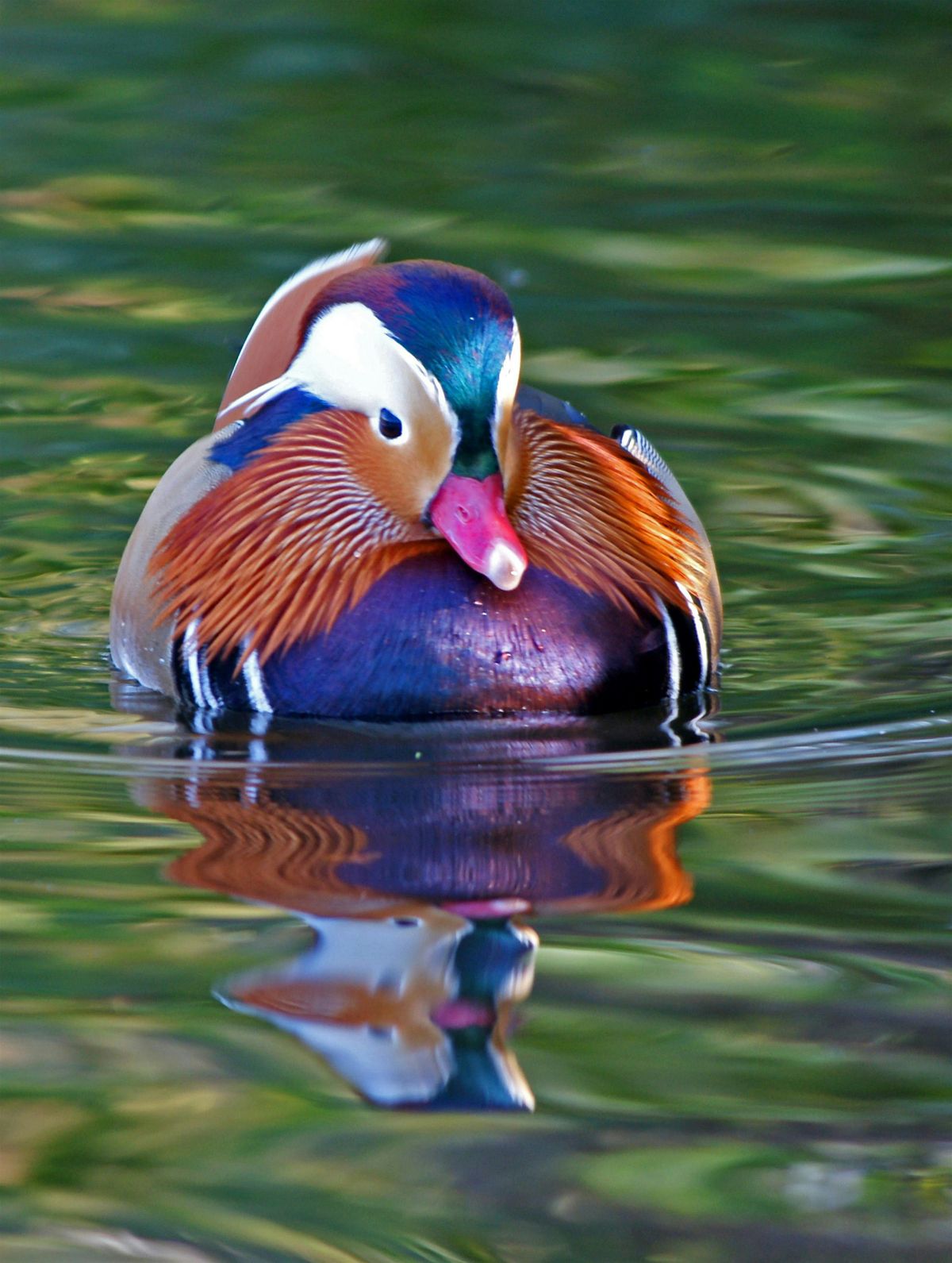 Teen Wild Skills: Wildlife Photography in Holywells Park (E9P 2810)