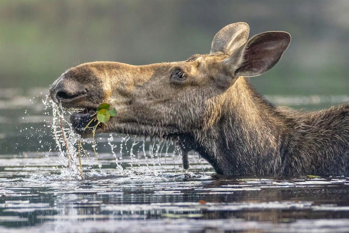 Jesse and Susan Villemaire - Persistence (Wildlife from Algonquin)