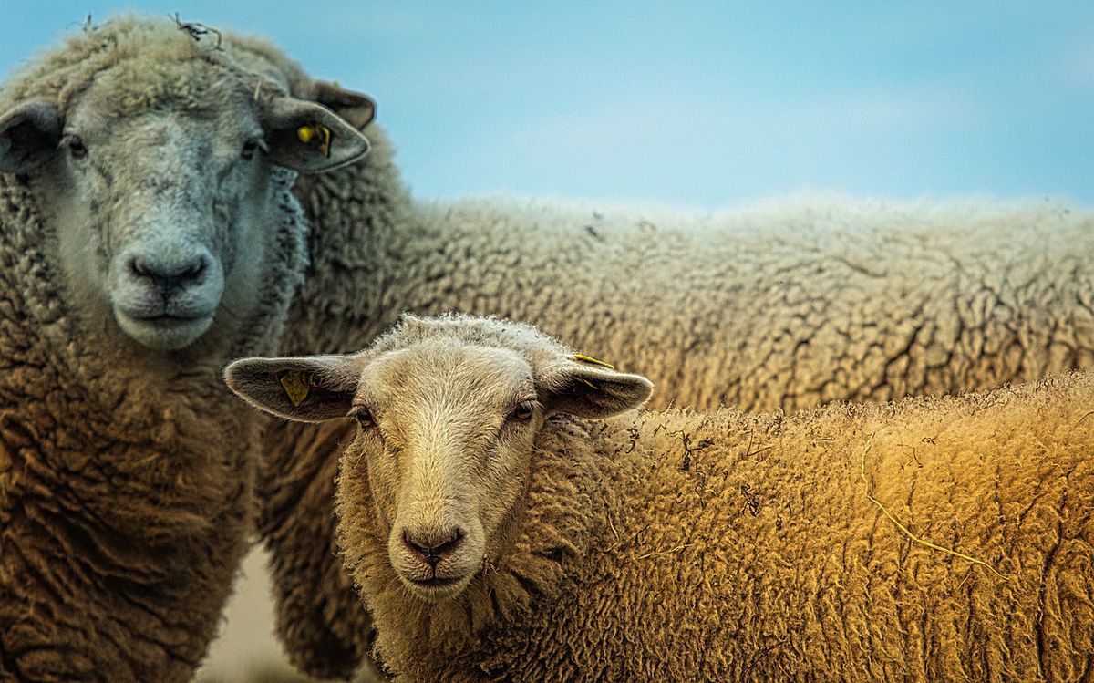 Elders SA Stud Merino Expo  Burra 