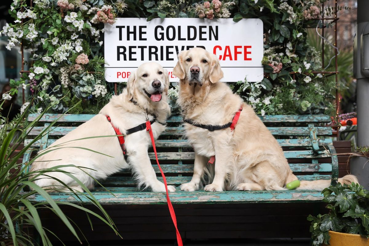 GOLDEN RETRIEVER CAFE\u2122 MILTON KEYNES - CHRISTMAS