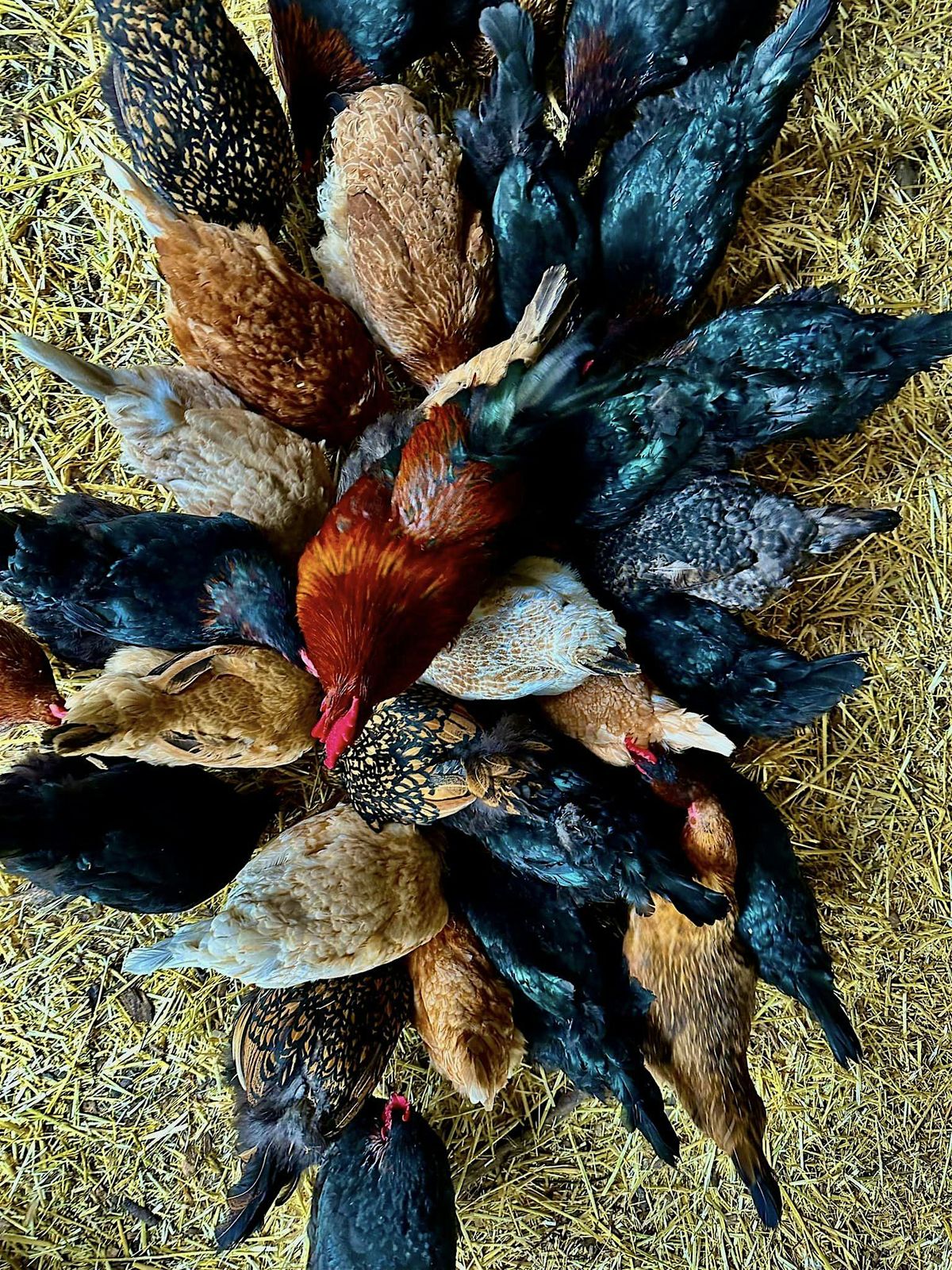 Farm Fowl Harvest