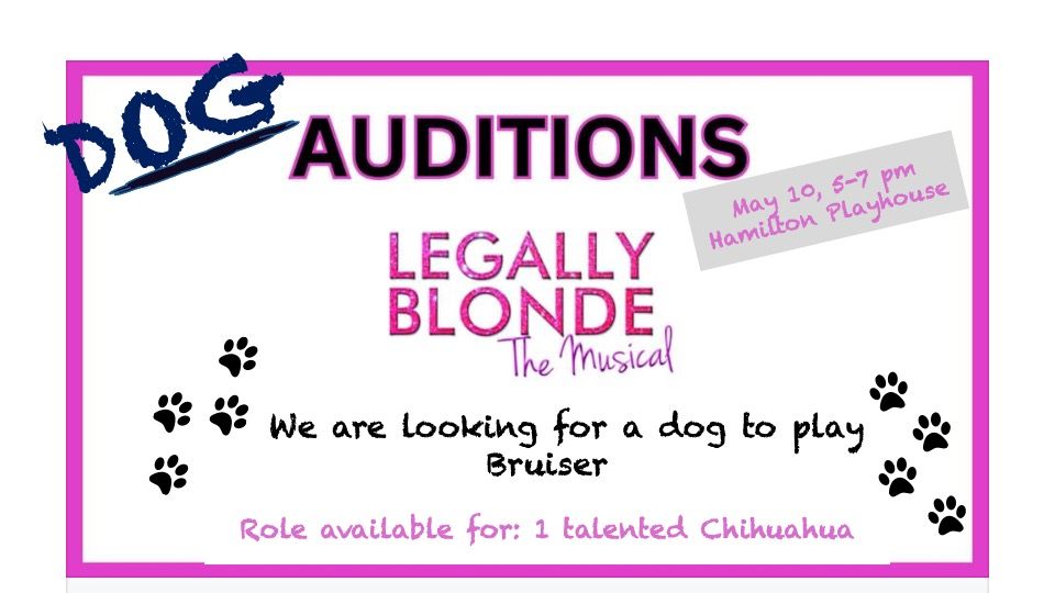 Dog Auditions - Legally Blonde the Musical