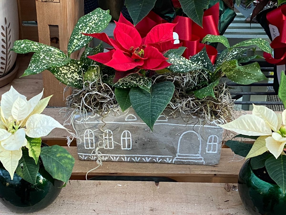 Easy-care Holiday Arrangements With Abby Stanley