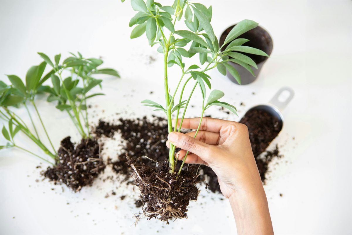 Plant Propagation & Indoor Growing Class