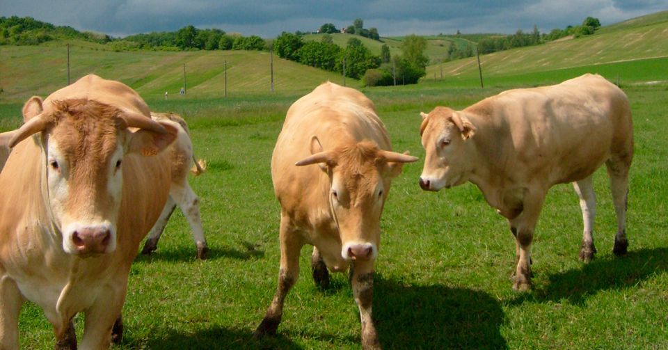 Comprendre le comportement des ruminants et la relation Homme - animal ...