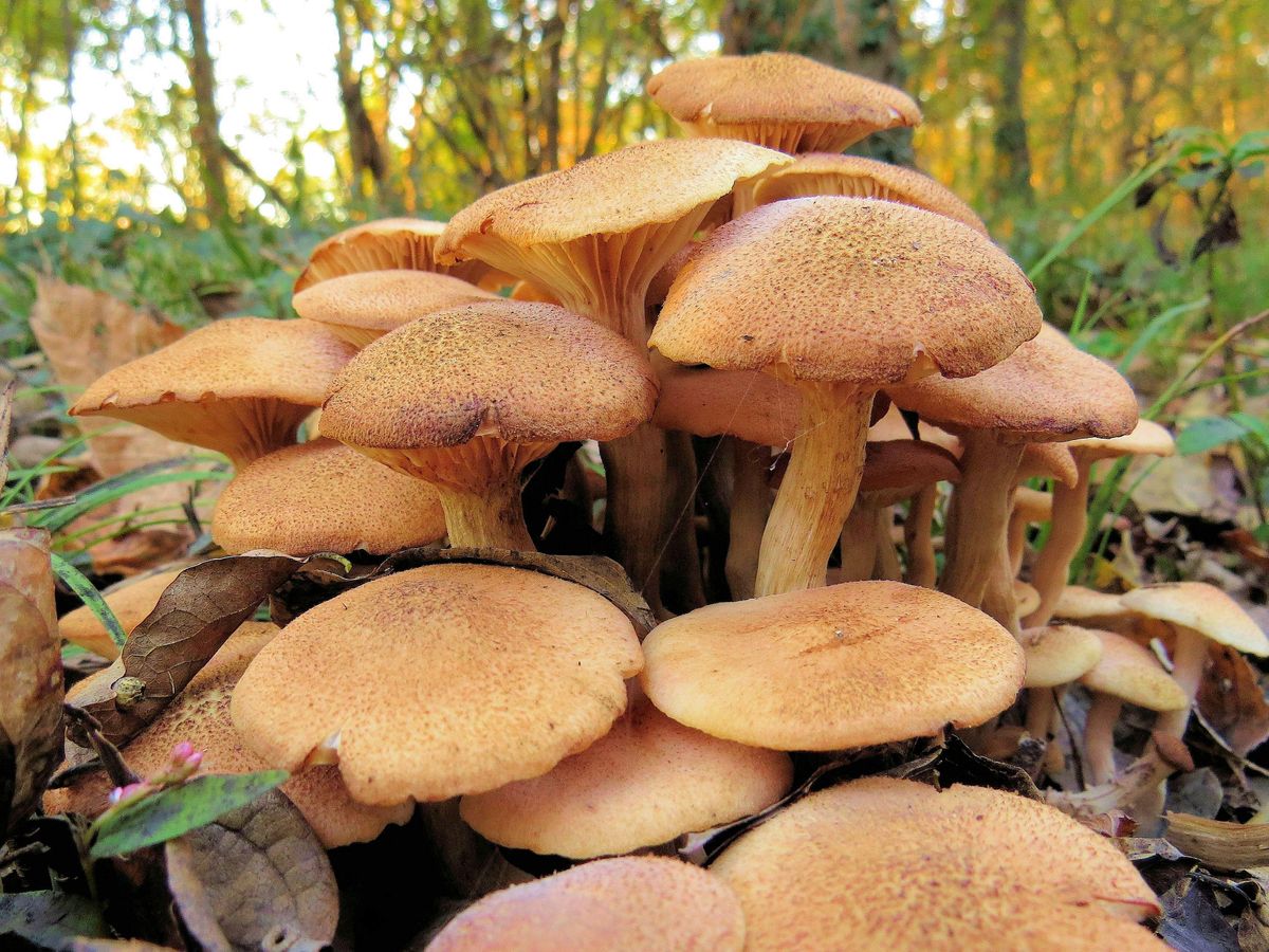 Identifying Fungi in Oxleas Woodlands