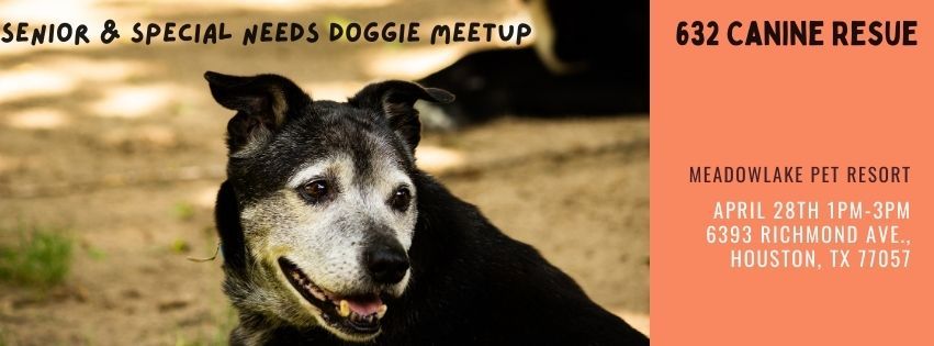Senior & Special Needs Doggie Meetup