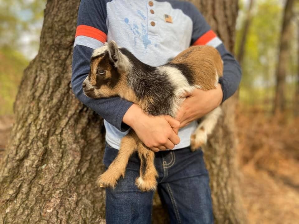 Baby Goats @ Memphis Italian Festival