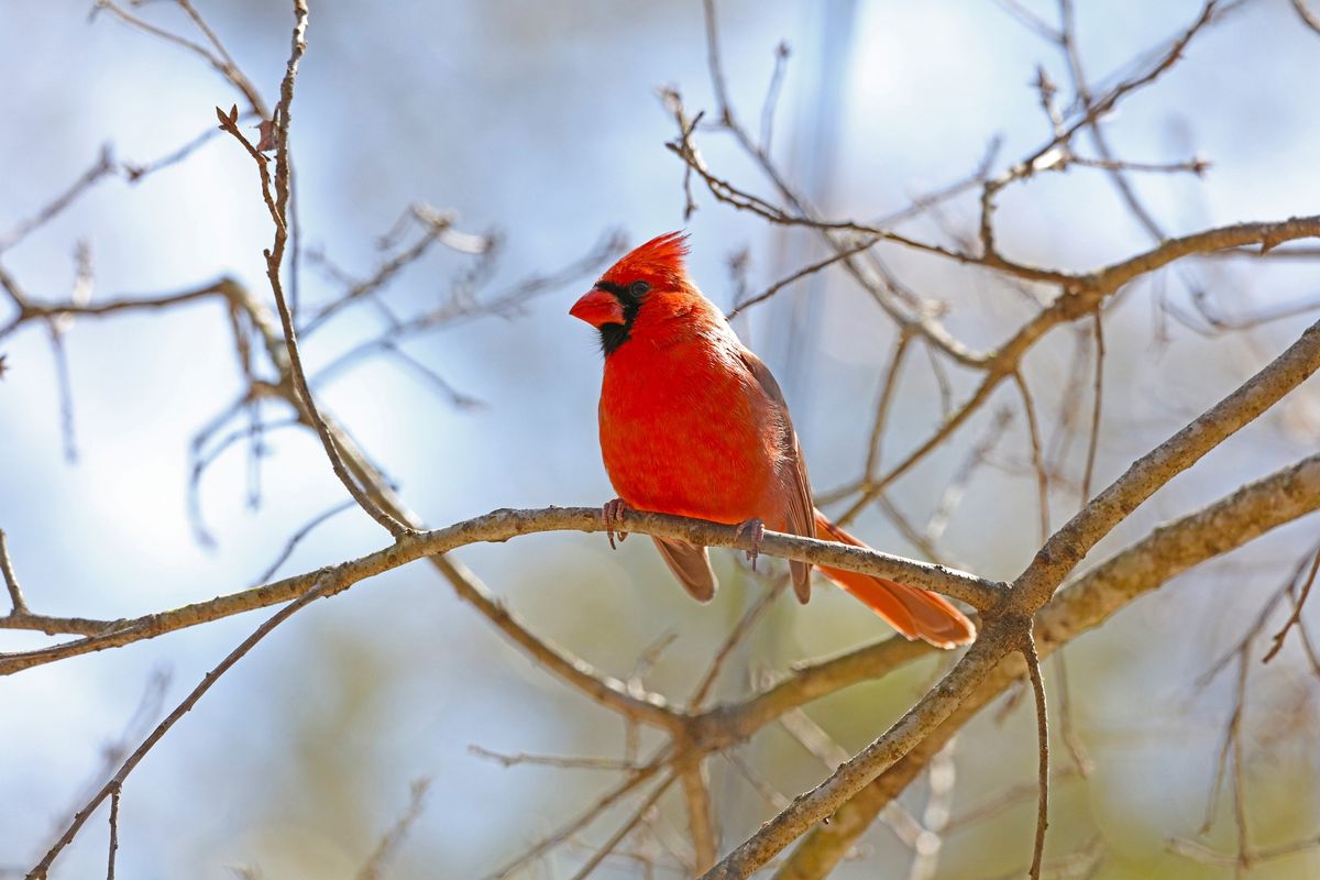 Winter Bird Watch - Habitat & Feeding