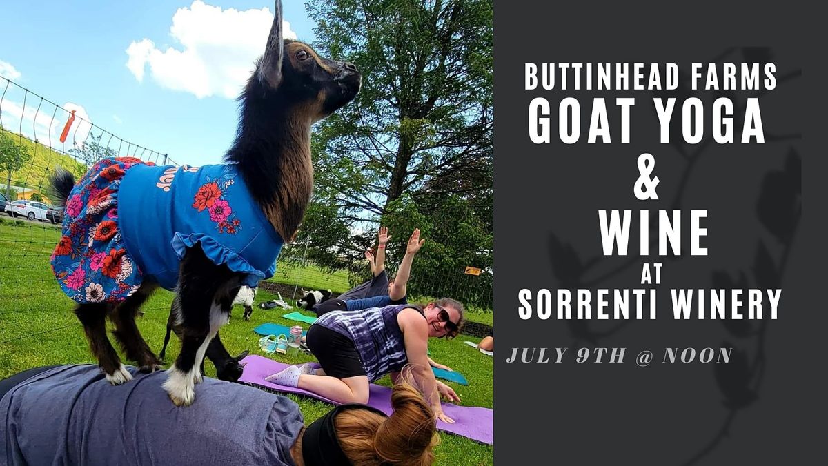 Goat Yoga & Wine at Sorrenti Winery