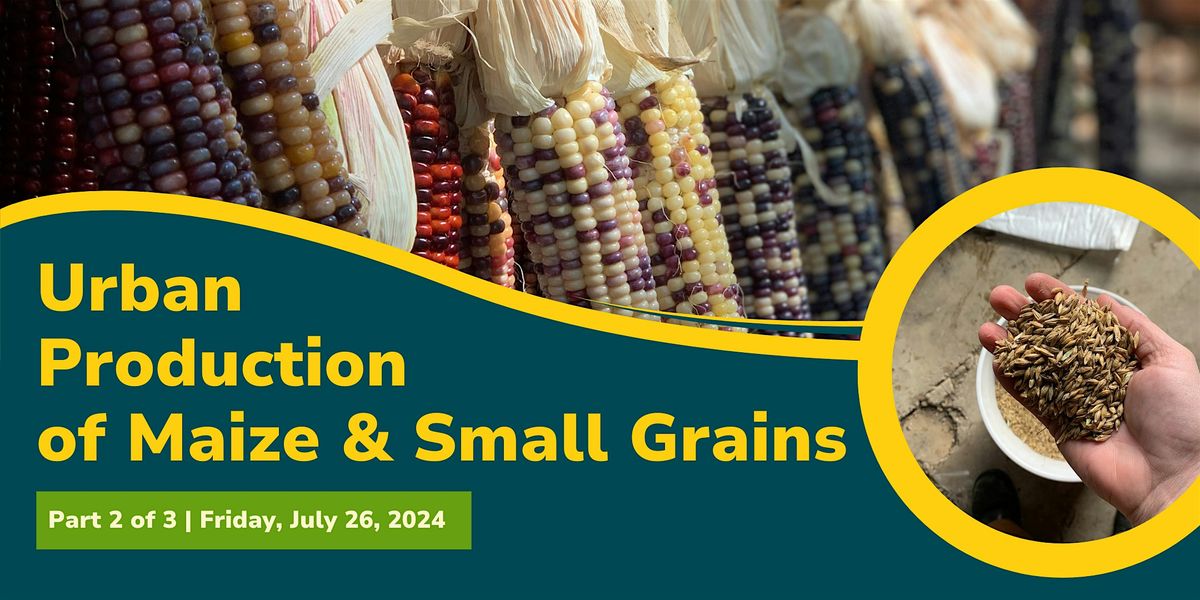 Urban Production of  Maize & Small Grains (Part 2 of 3)